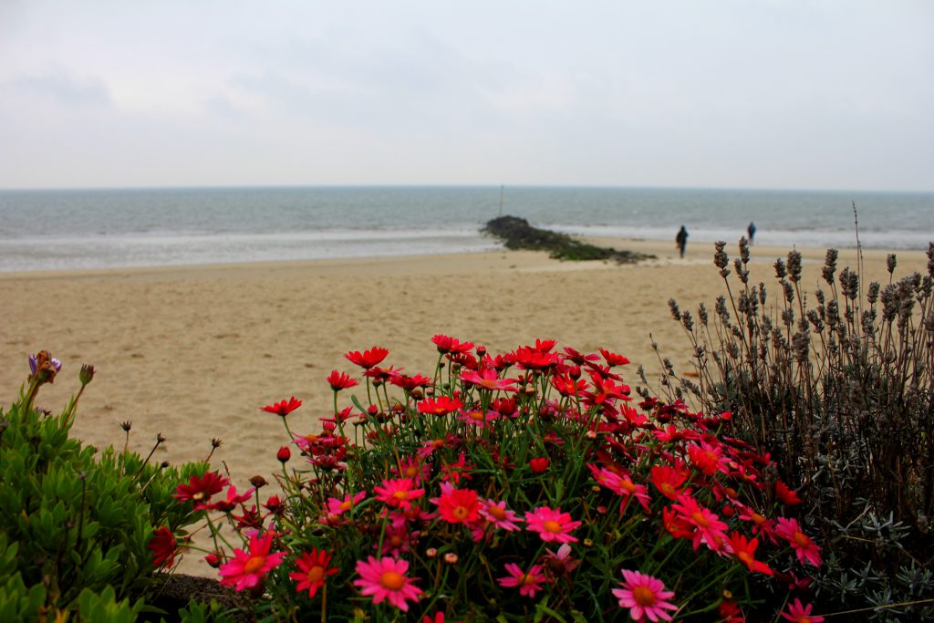 Strand Föhr Blumen