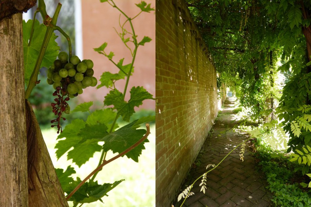Weintrauben und grüne Wege durch Venedig