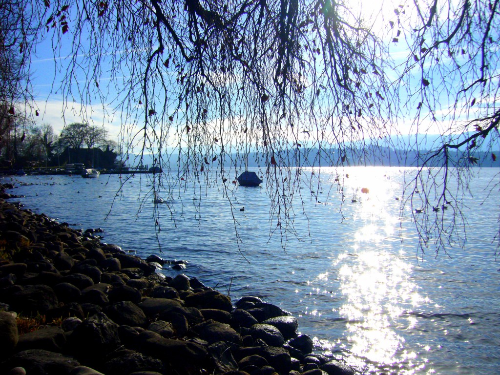 Zürichsee mit Bäumen