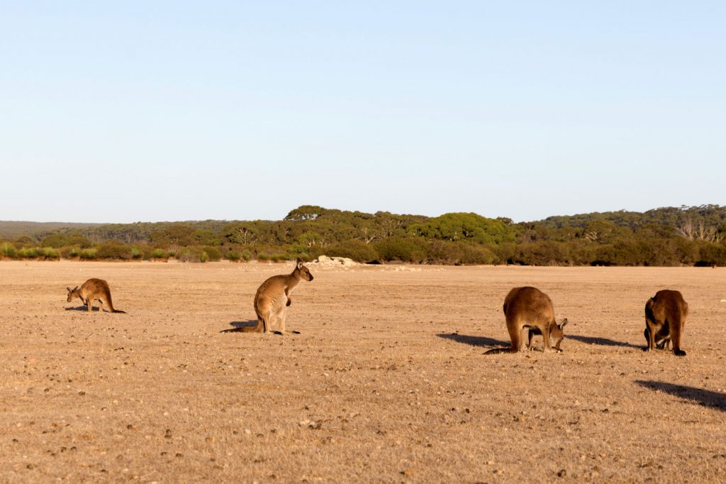 australien-bloggertipps-tasmanien-tasmanien-tasmanien-kaengurus