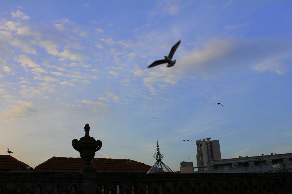 Porto abends Vögel