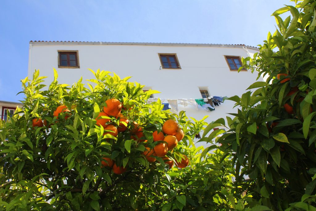 Coimbra Orangenbäume
