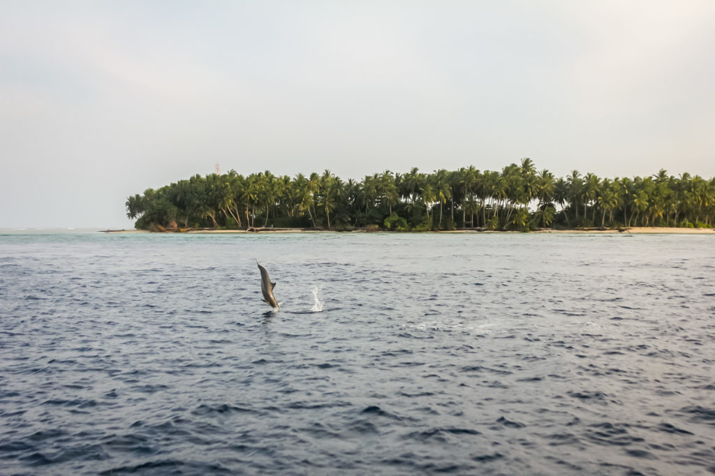 dolphin maldives