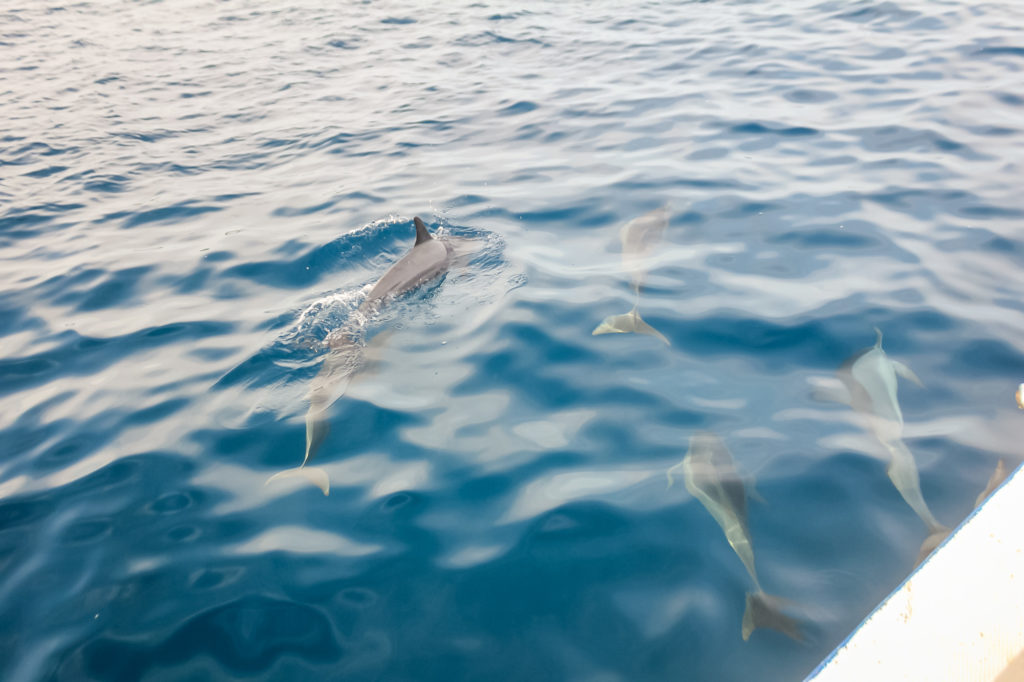 Malediven Delfine